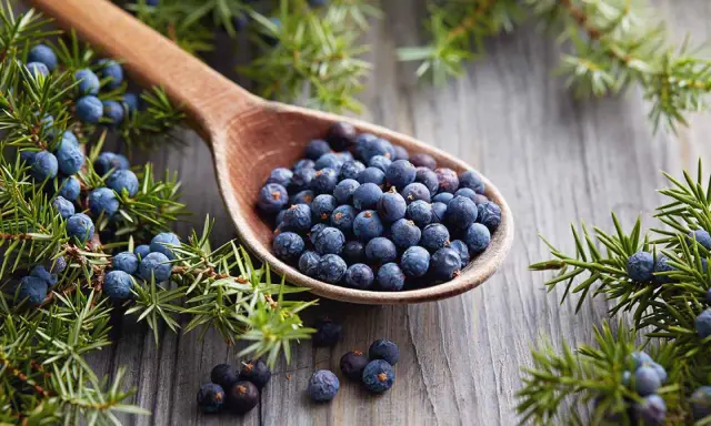 En träsked fylld med enbär, som ger en hint om vad smakar gin. Enbärsris omger skeden på en träyta.