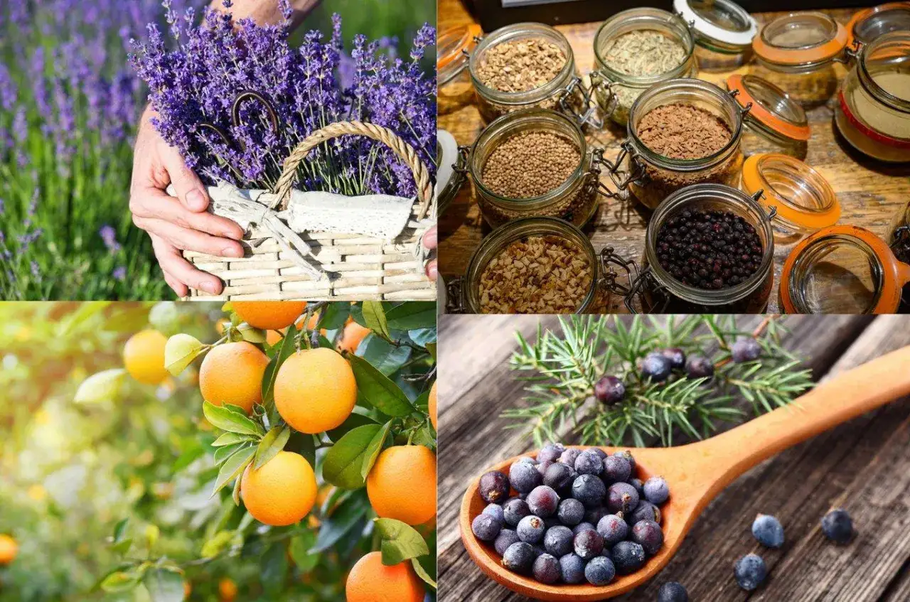 Enbär, apelsin, lavendel och kryddor i burkar. Ingredienser som ger gin dess unika smak.